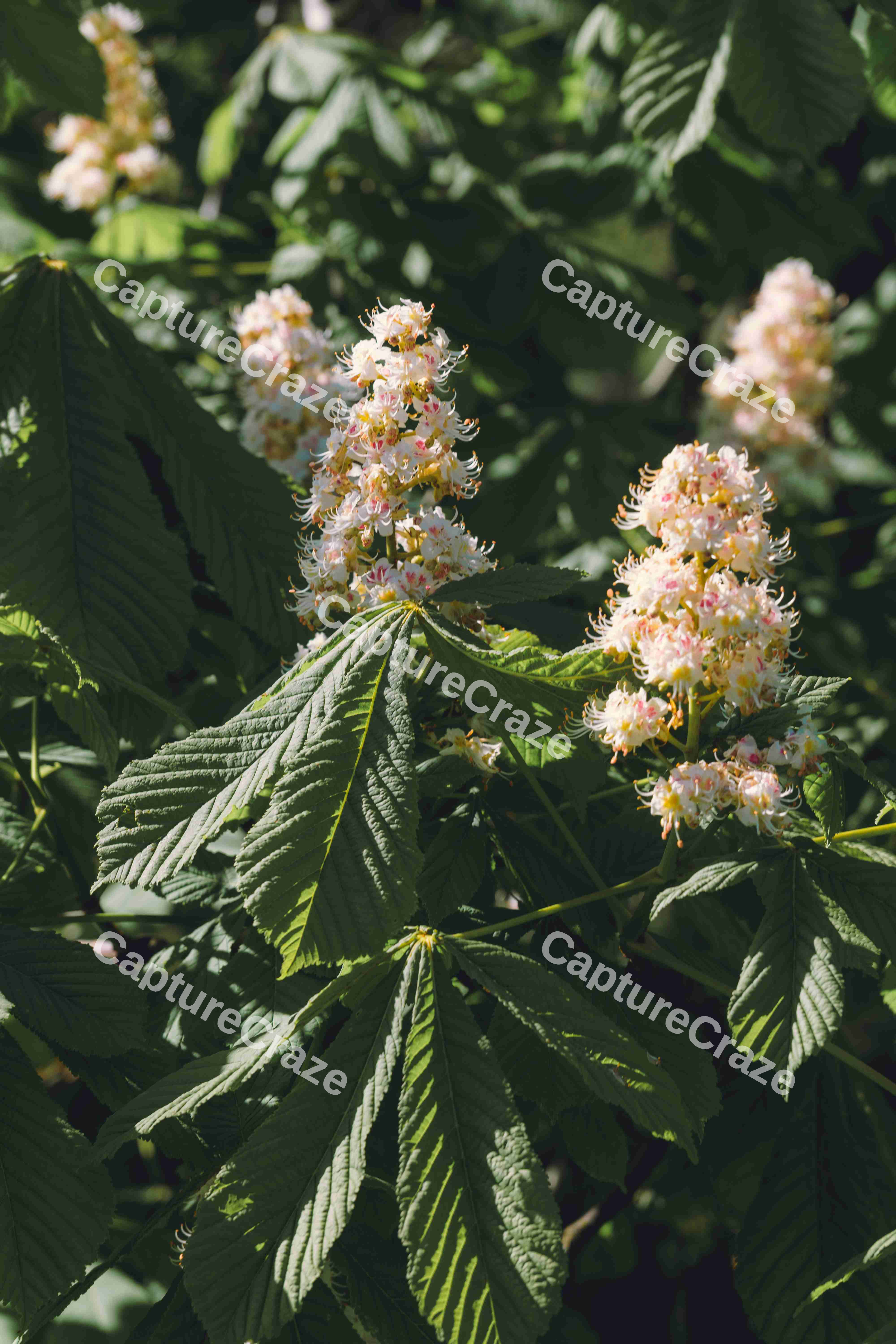 Chestnut Tree In The Spring (Variation)